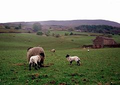 1974 UK Yorkshire Dales 032